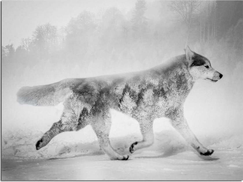Obraz Styler Canvas Nordic Wolf